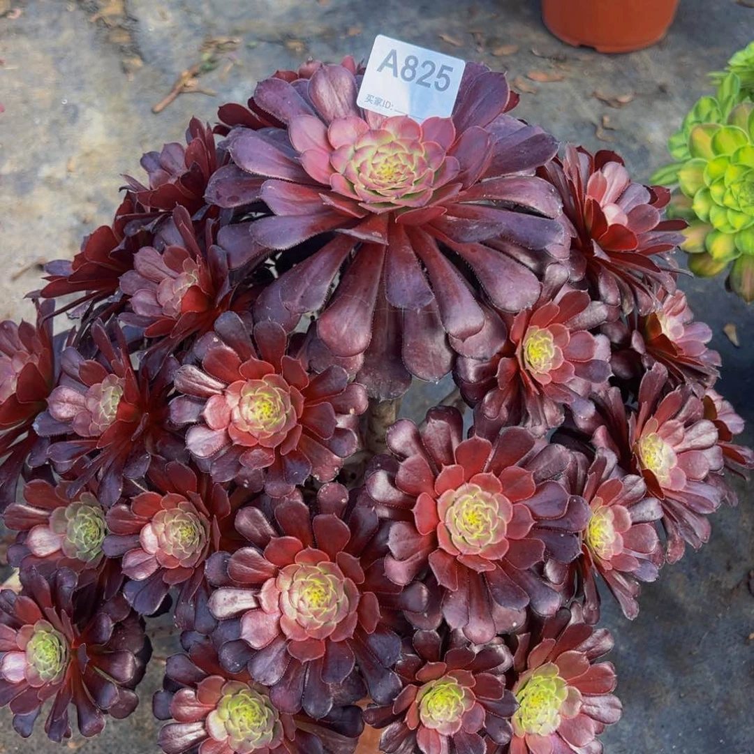 豆**爸825红铜壶法师，多肉植物