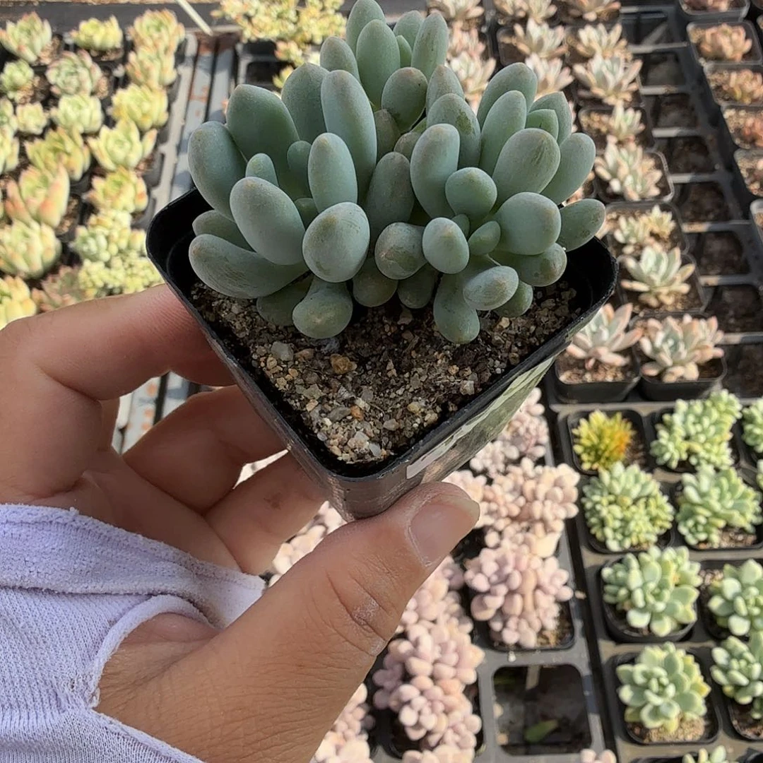 405无砍灯美人满20包邮