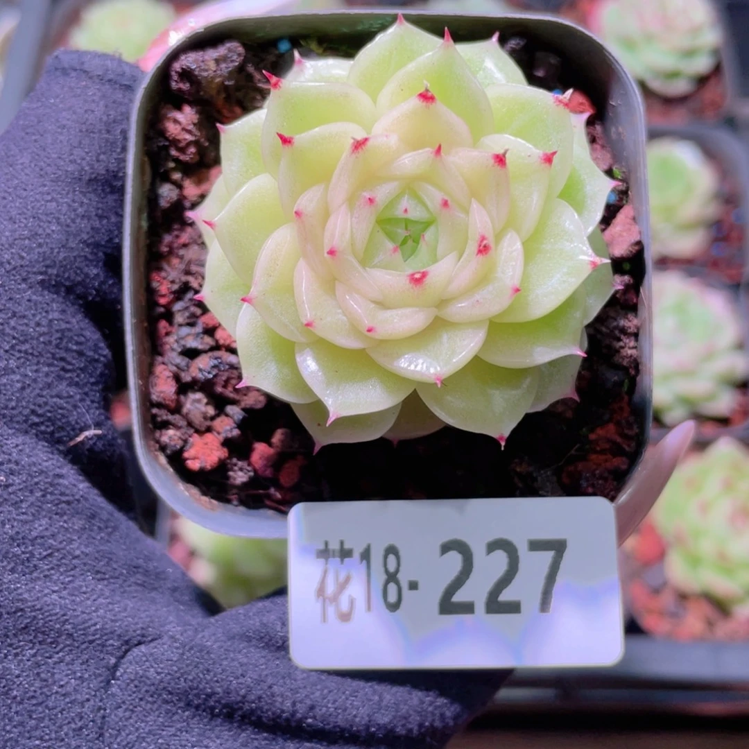 花利美18-227麦秆
