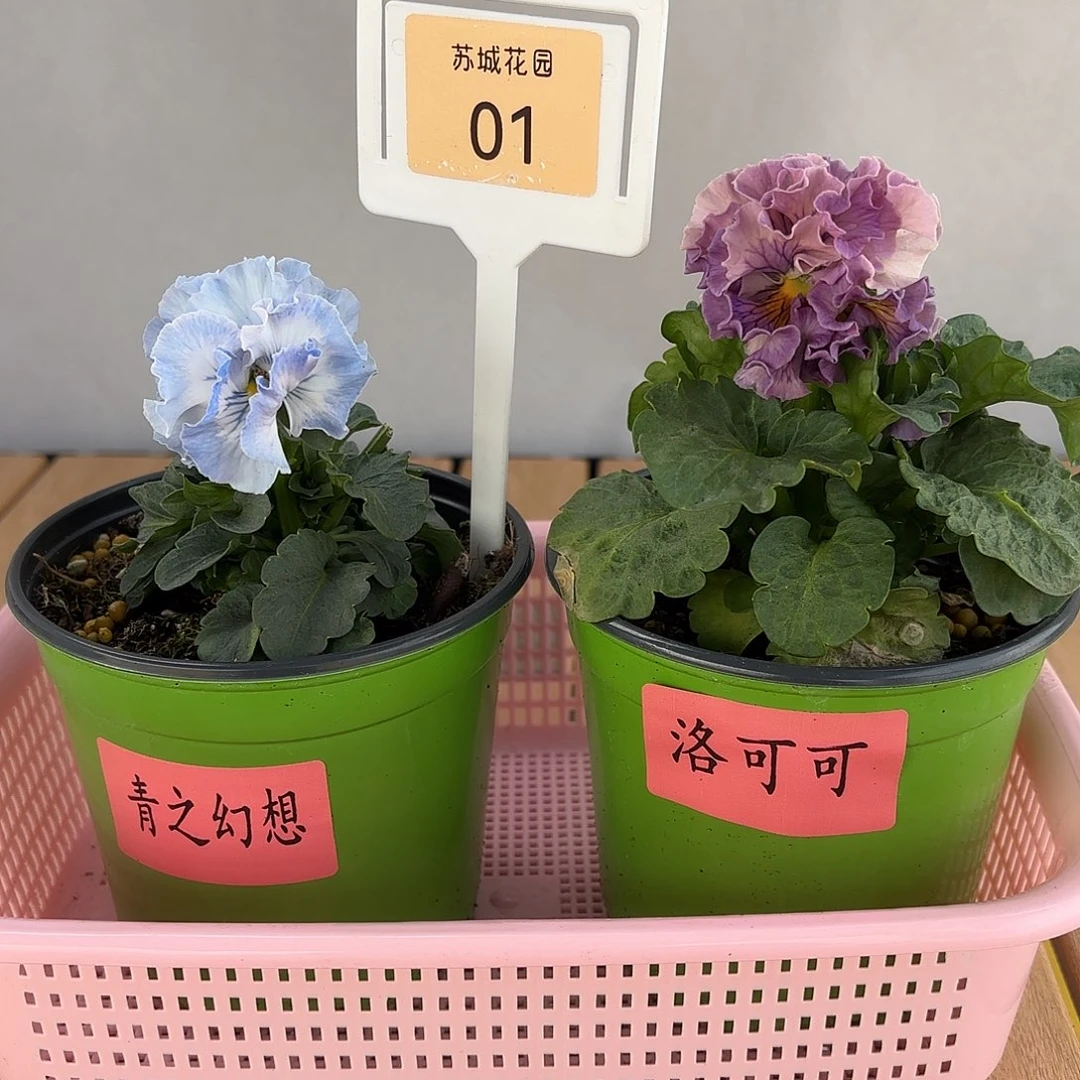 大部分开放少量花苞1