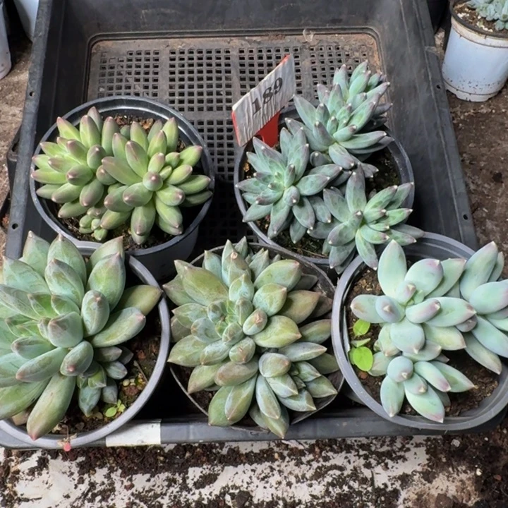 189多肉植物一物一拍