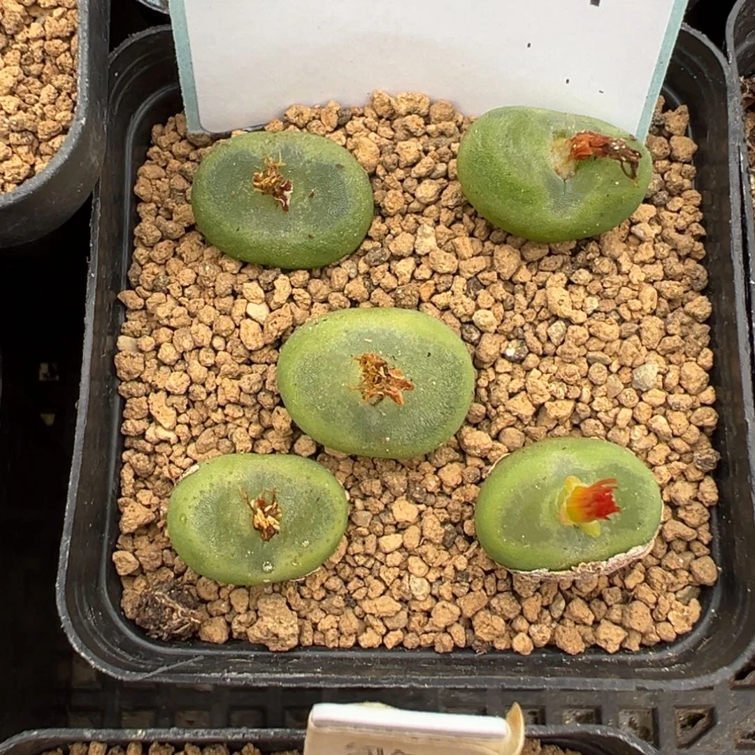 19-57肉锥多肉植物