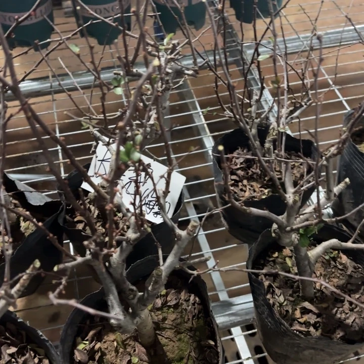 全部花苞长寿冠海棠大红色