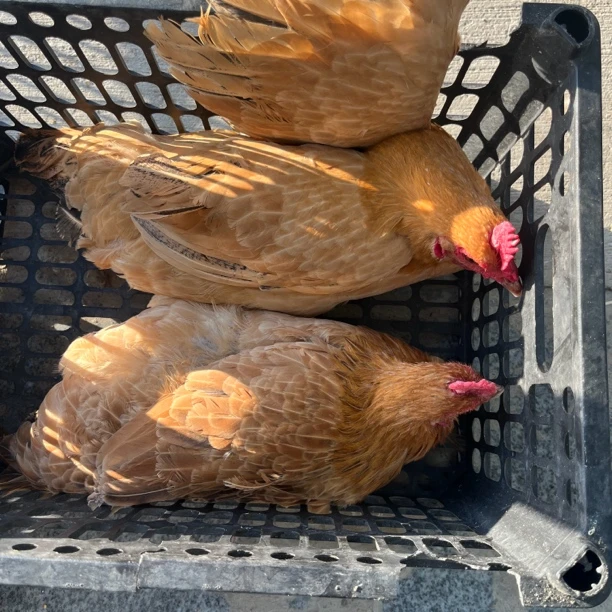 【老品种3年老母鸡】农村散养现杀鸡肉