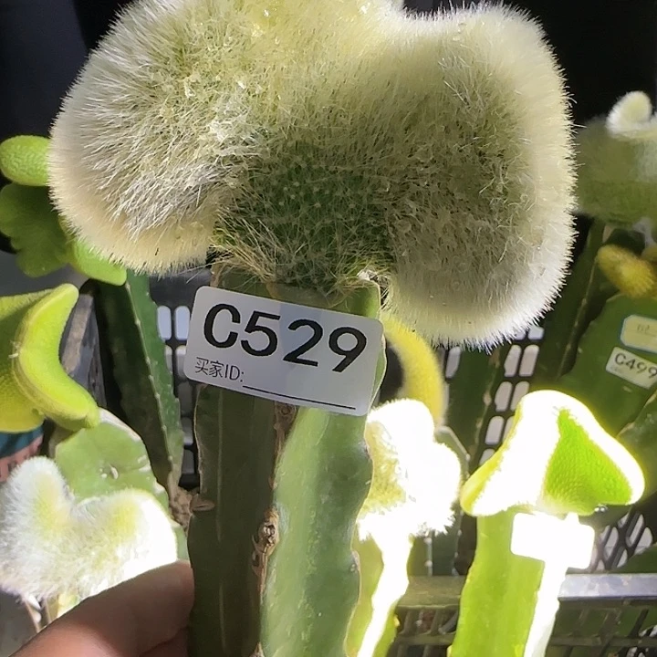 兰****疾嫁接九尾狐缀化529