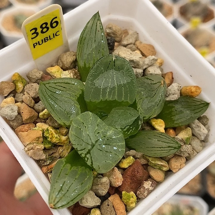 386虞美人寿一物一拍