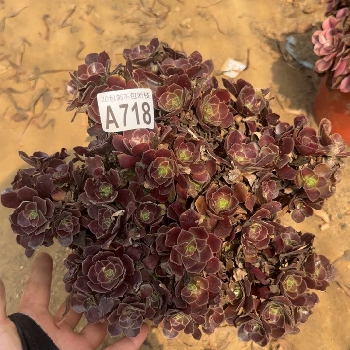 欧嘉莉……多肉植物……