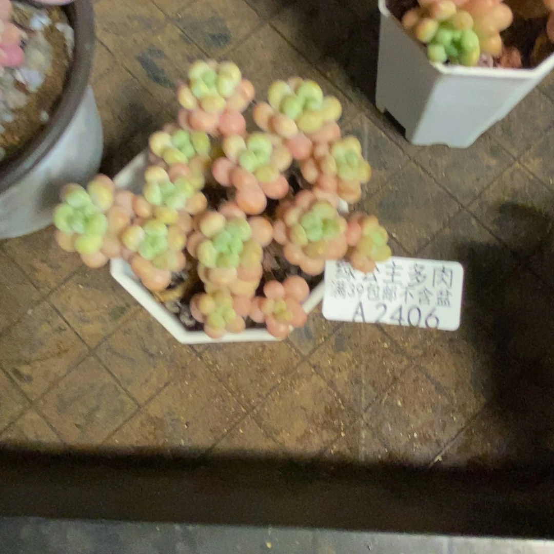 406花朵鱼子酱多肉6c m