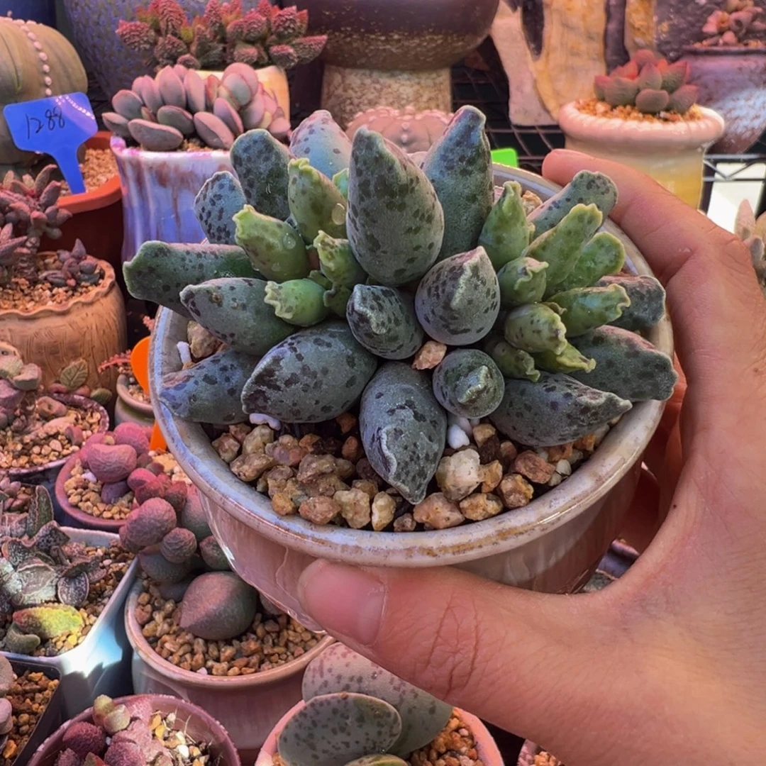 好的我知道了我知道了你