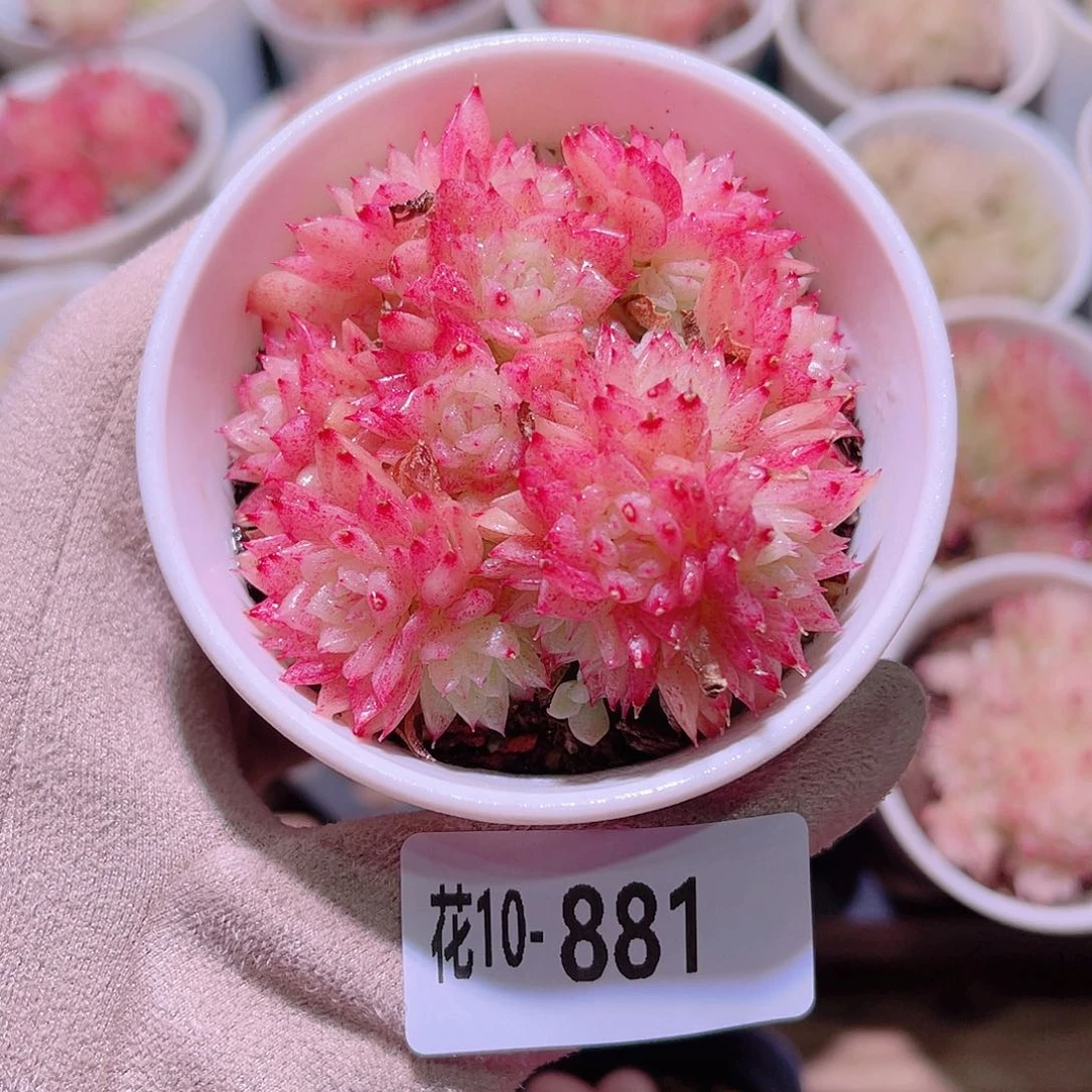 花利美10-881麦秆