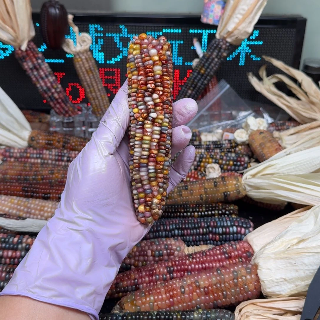 柏香籽/百香籽吊坠六**卦