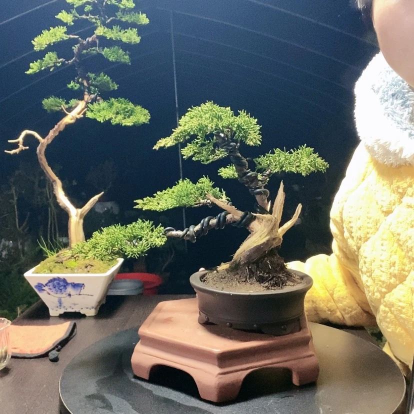 【闪购商品】少量花朵（建议范围：2朵-5朵 或40%以下）盆景园林