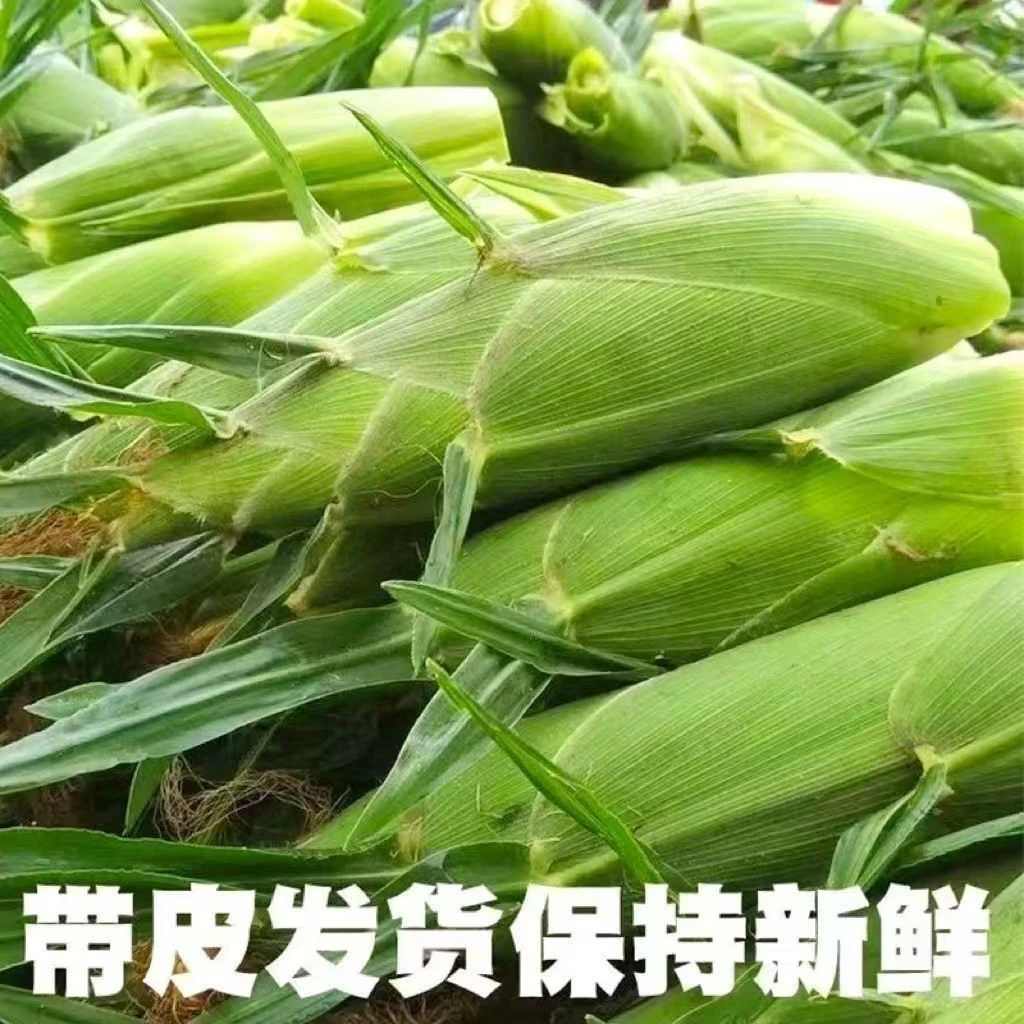 顺丰包邮 东北头茬黏玉米 新鲜带皮发货