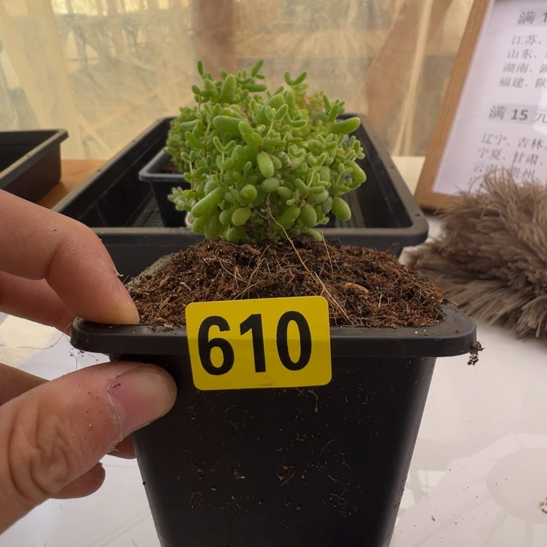 带盆包邮偏远加运费