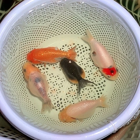 金鱼商品兰寿，开箱视频包损，3+2条被损