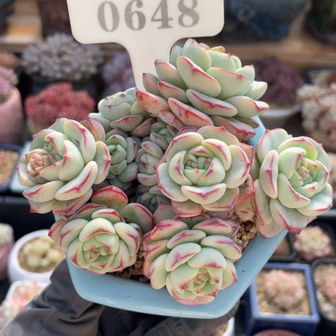 0648 香草群11厘米 不带盆