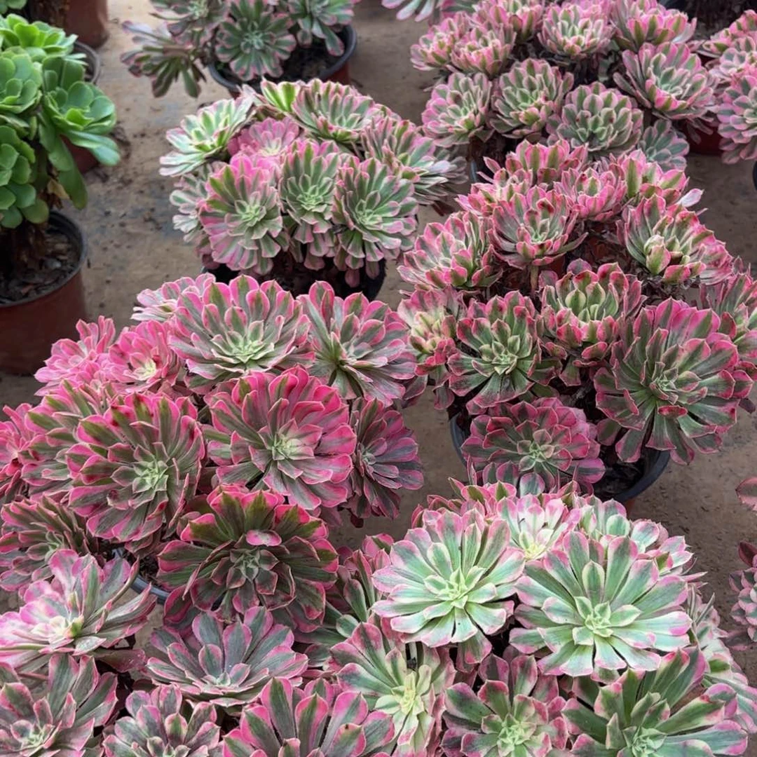 红铜白绣球15.8多肉植物
