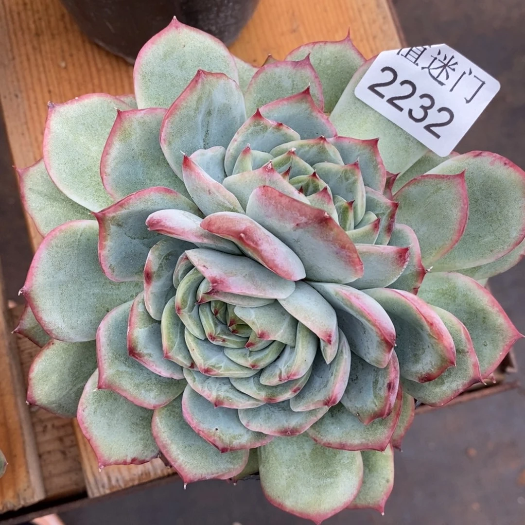 忆***Y杂交精品多肉2232~13厘米