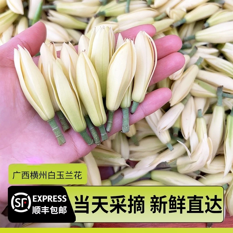 新鲜白兰花鲜花白玉兰花骨朵当天采摘室内净化空气产地直发