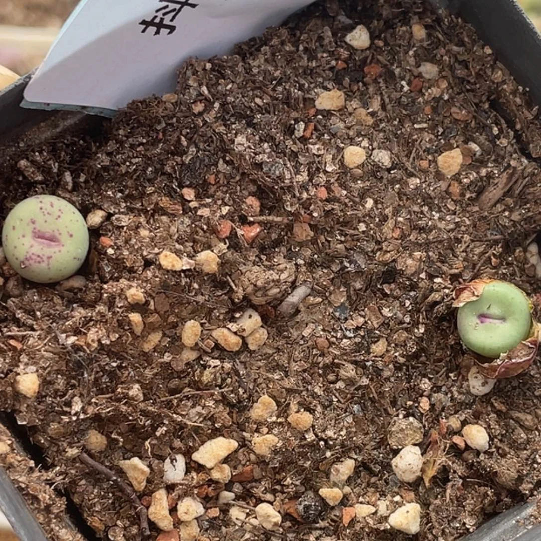 28-78嘴多肉植物