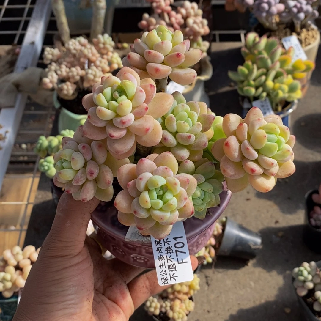 樱花罗琦701/10c m