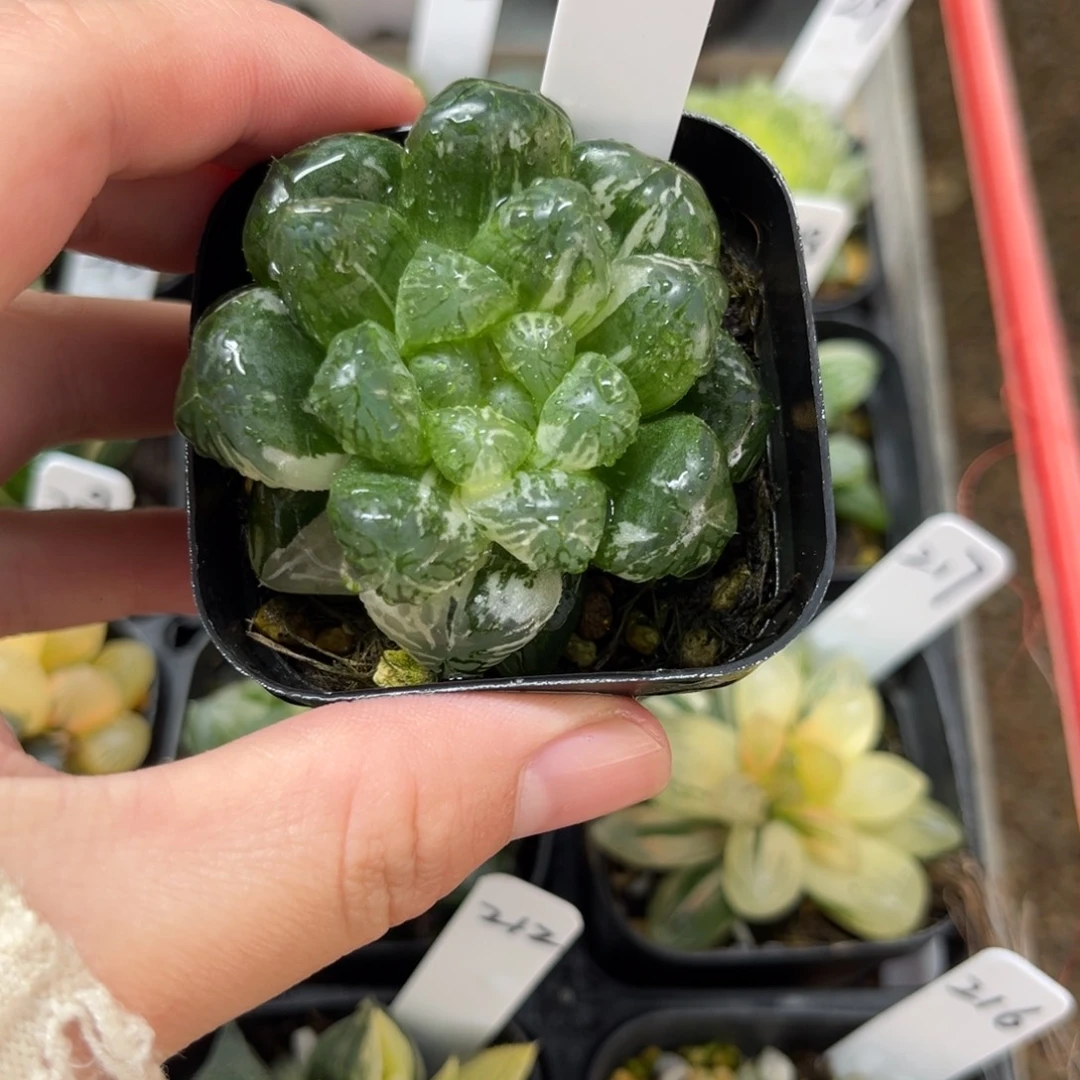 61塑料皮玉露锦一物一拍