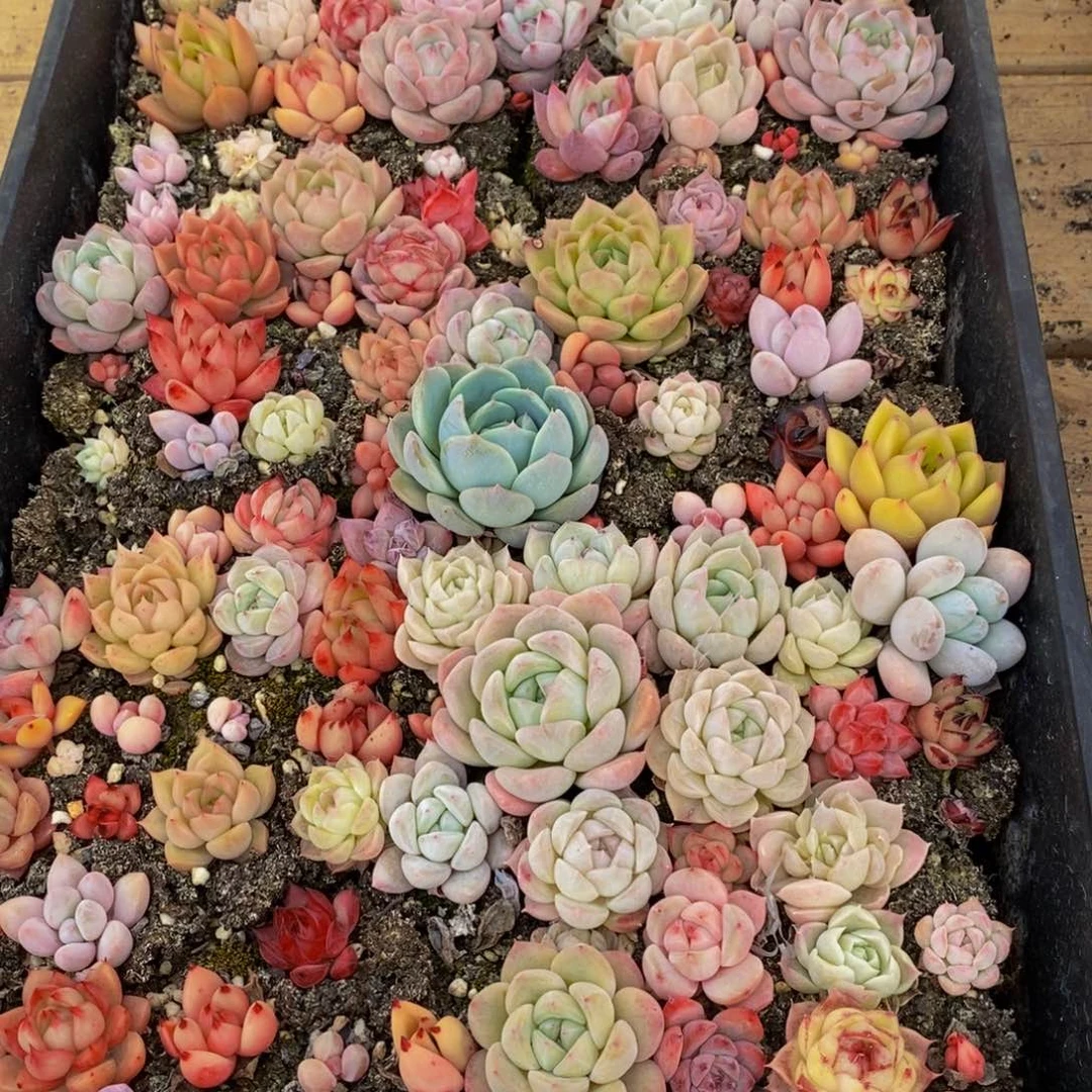 061的人生态度是一种