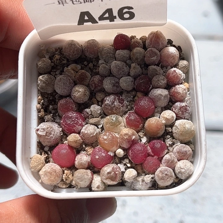 1114–番杏福利a46