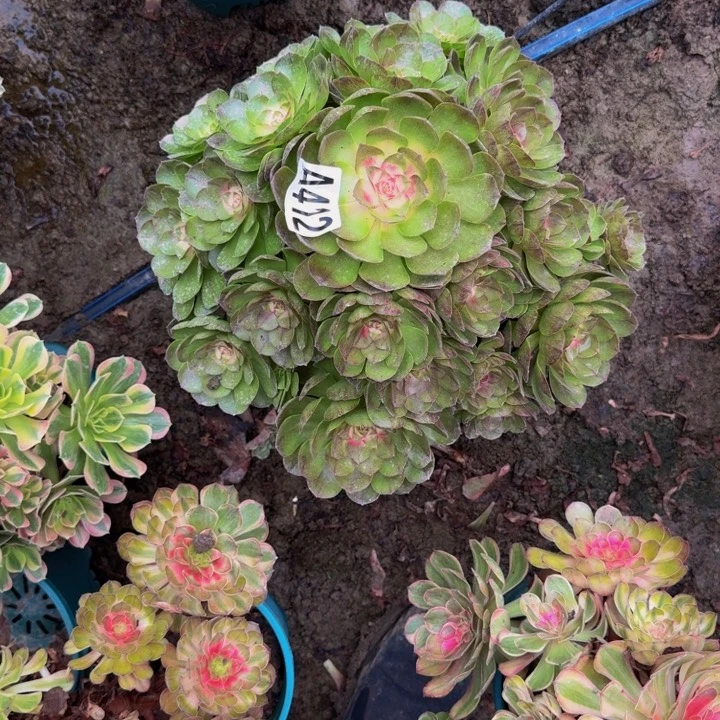荷***田法师多肉25-6包邮花花