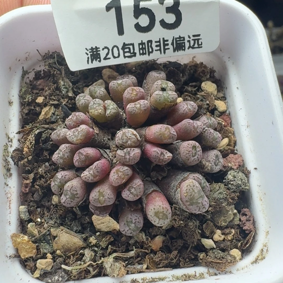 红珊瑚带盆土