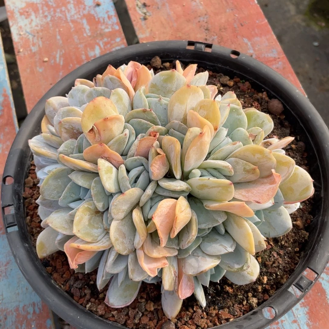 【闪购商品】完全开放雪特