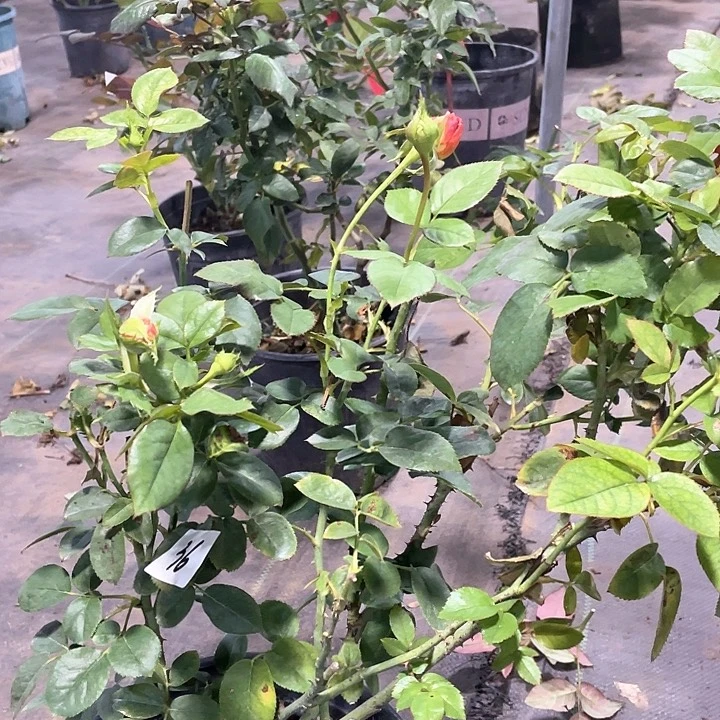 少量花朵（建议范围：2朵-5朵 或40%以下）36咖啡时间