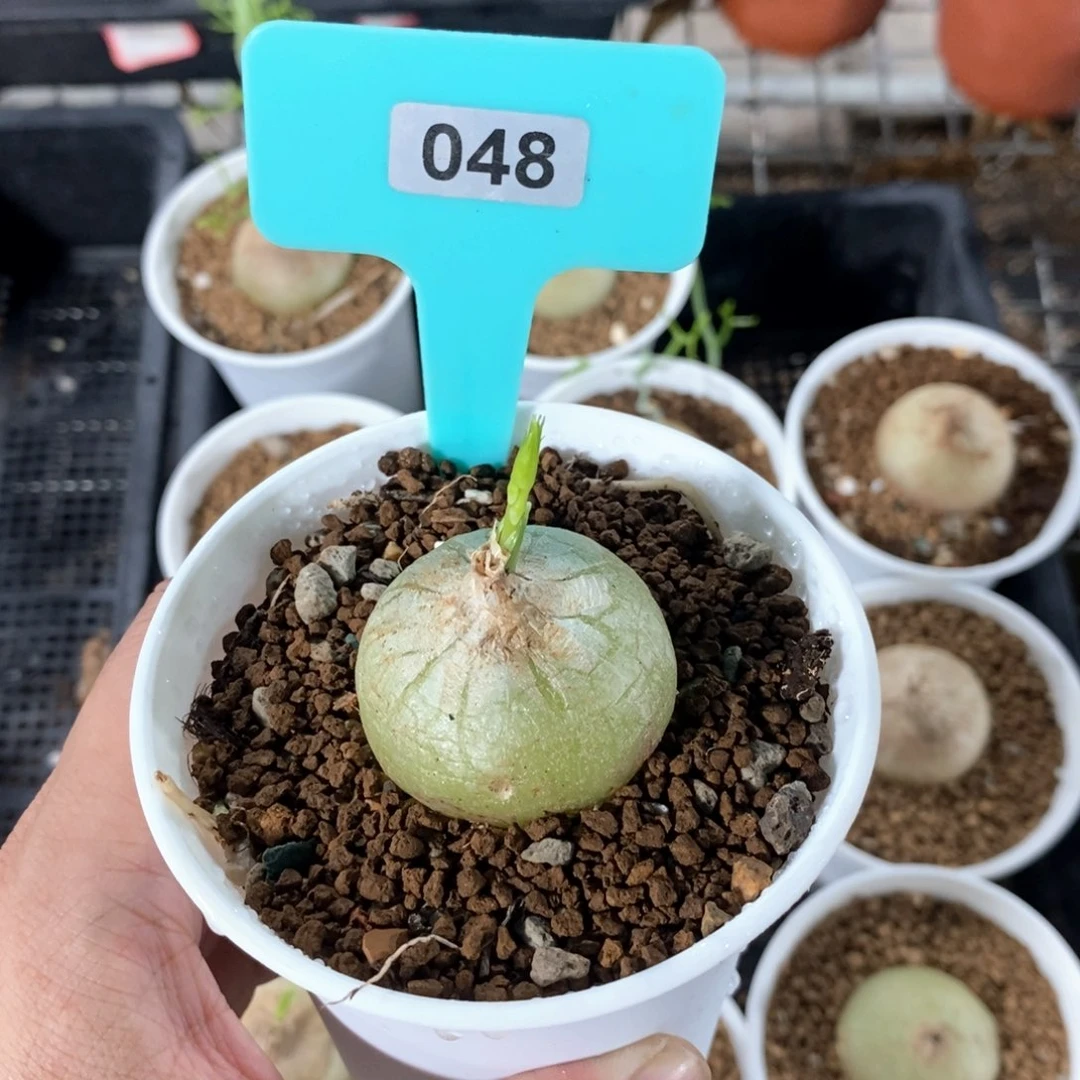 鹿角苍角壂多肉植物