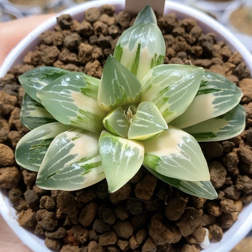 【闪购商品】104绿玻璃寿锦