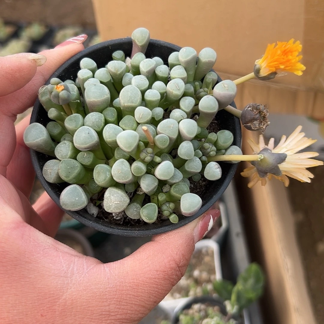 多肉植物五十灵玉