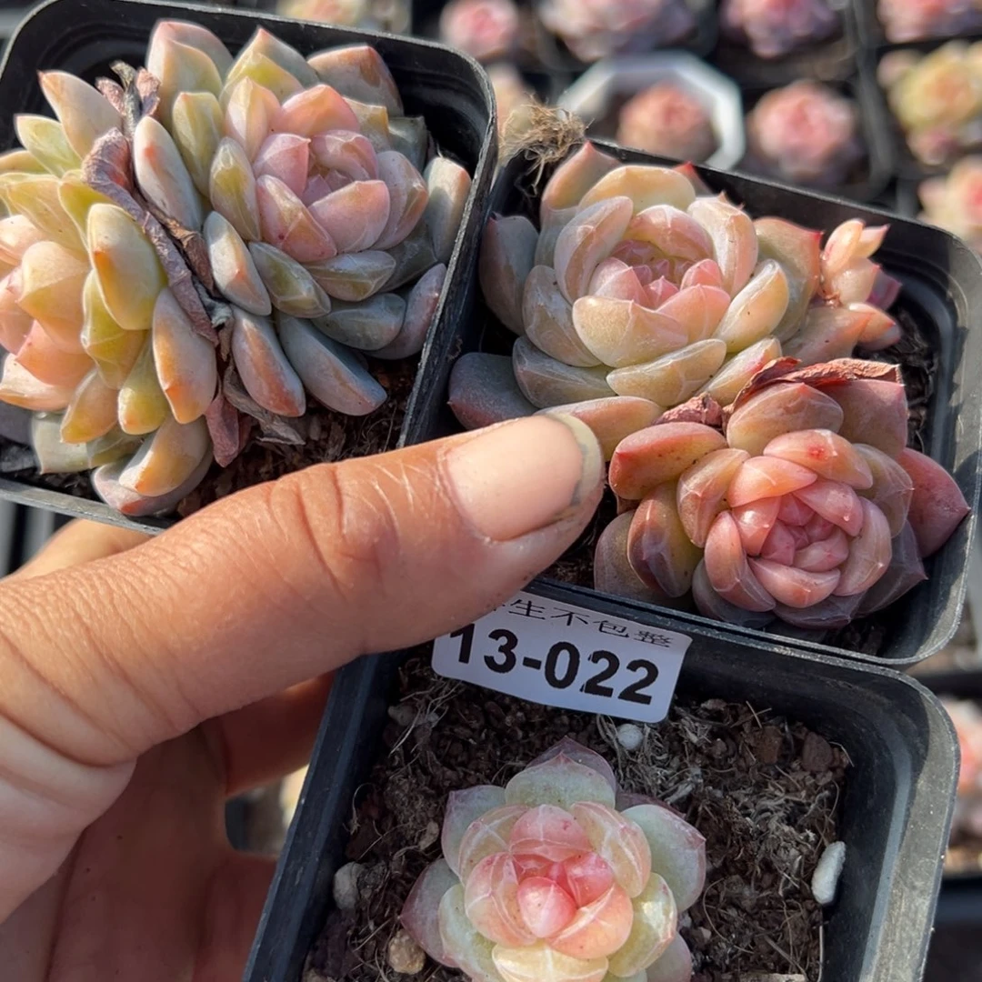 陈*胖小卡拉米糖心一物一拍13-22