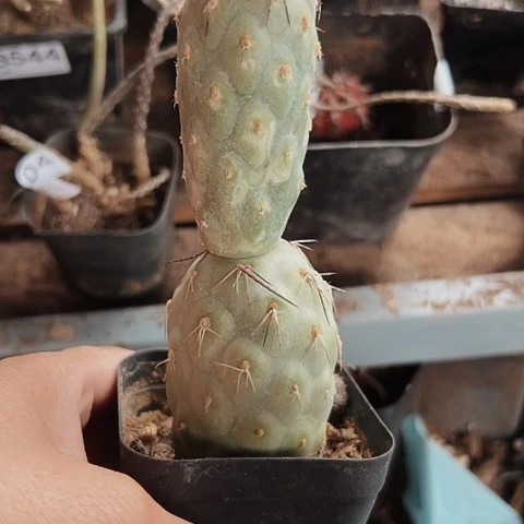 646仙人球福利来啦