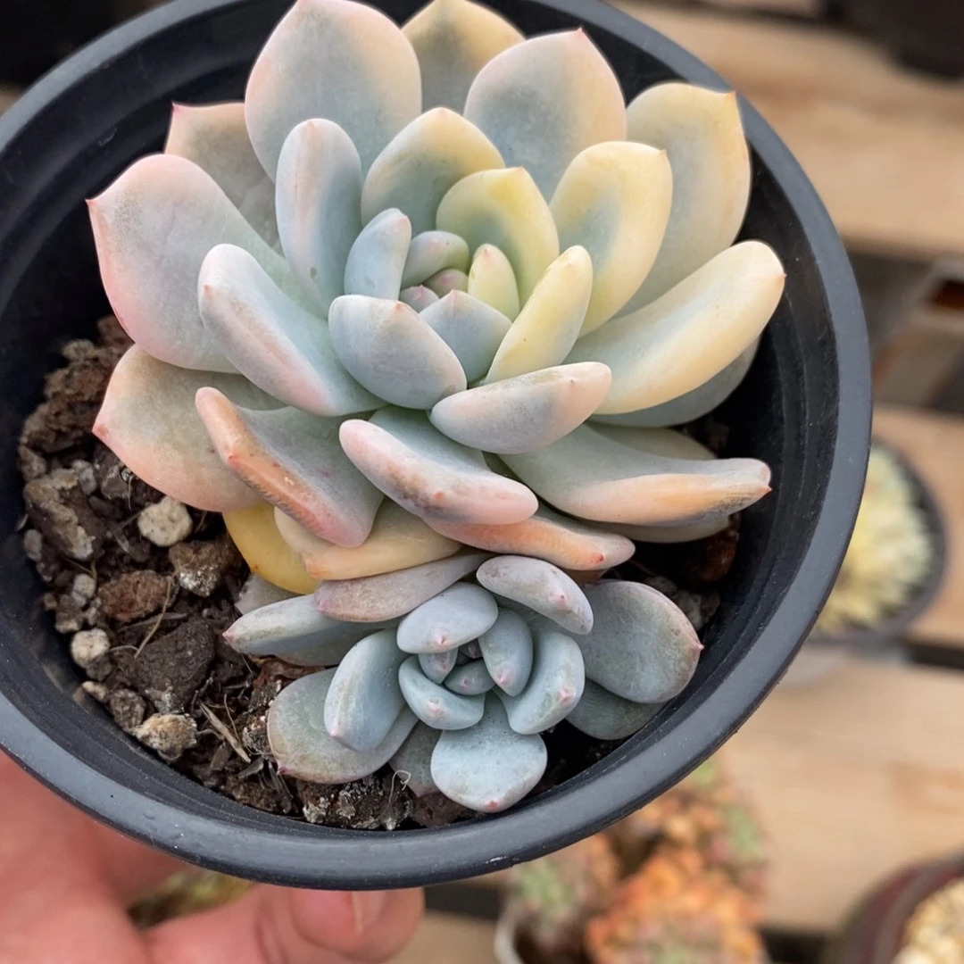 梦露锦多肉植物2658