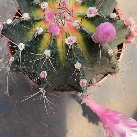 牡丹仙人球24664