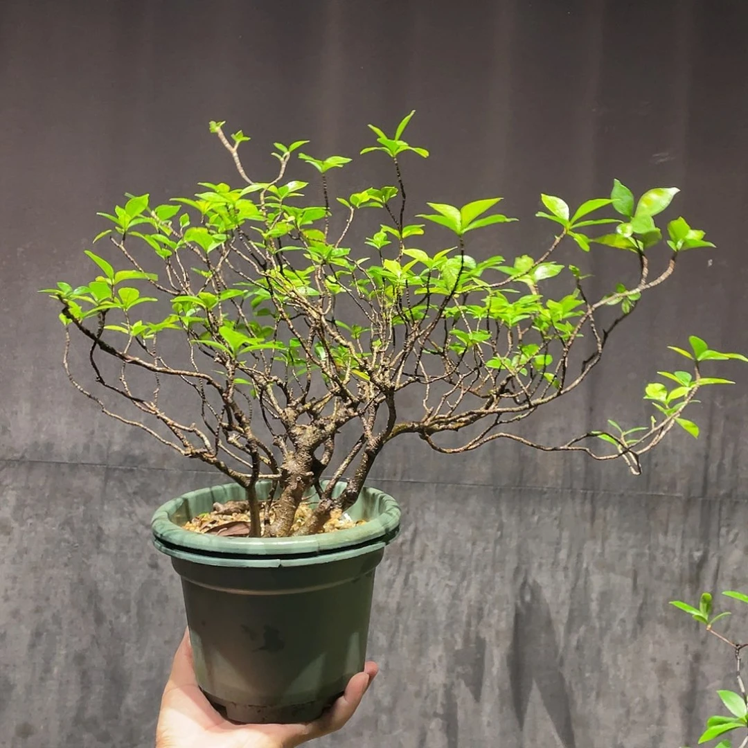 极***寒无花朵栀子花寄养换盆