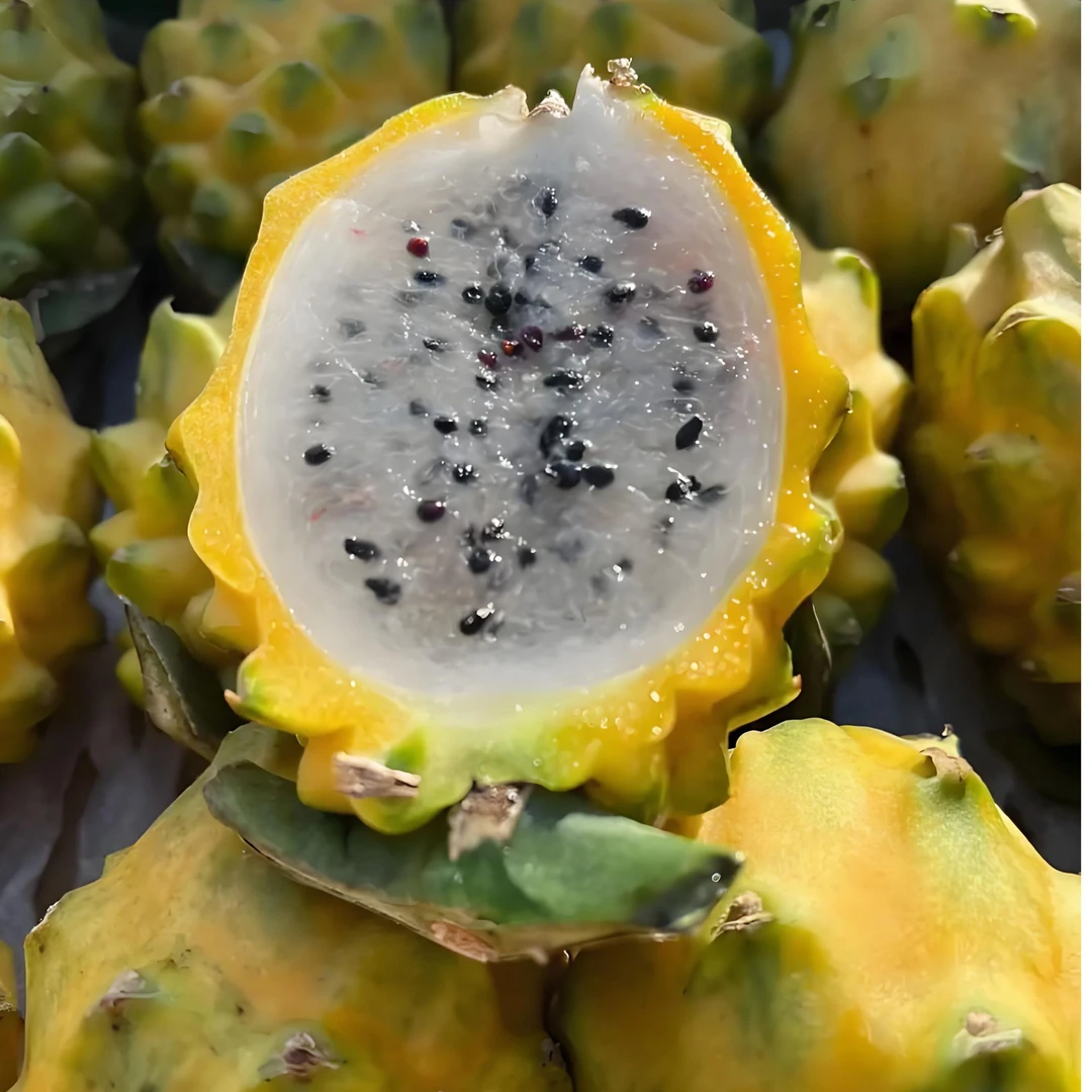 海南新鲜3一4两燕窝果