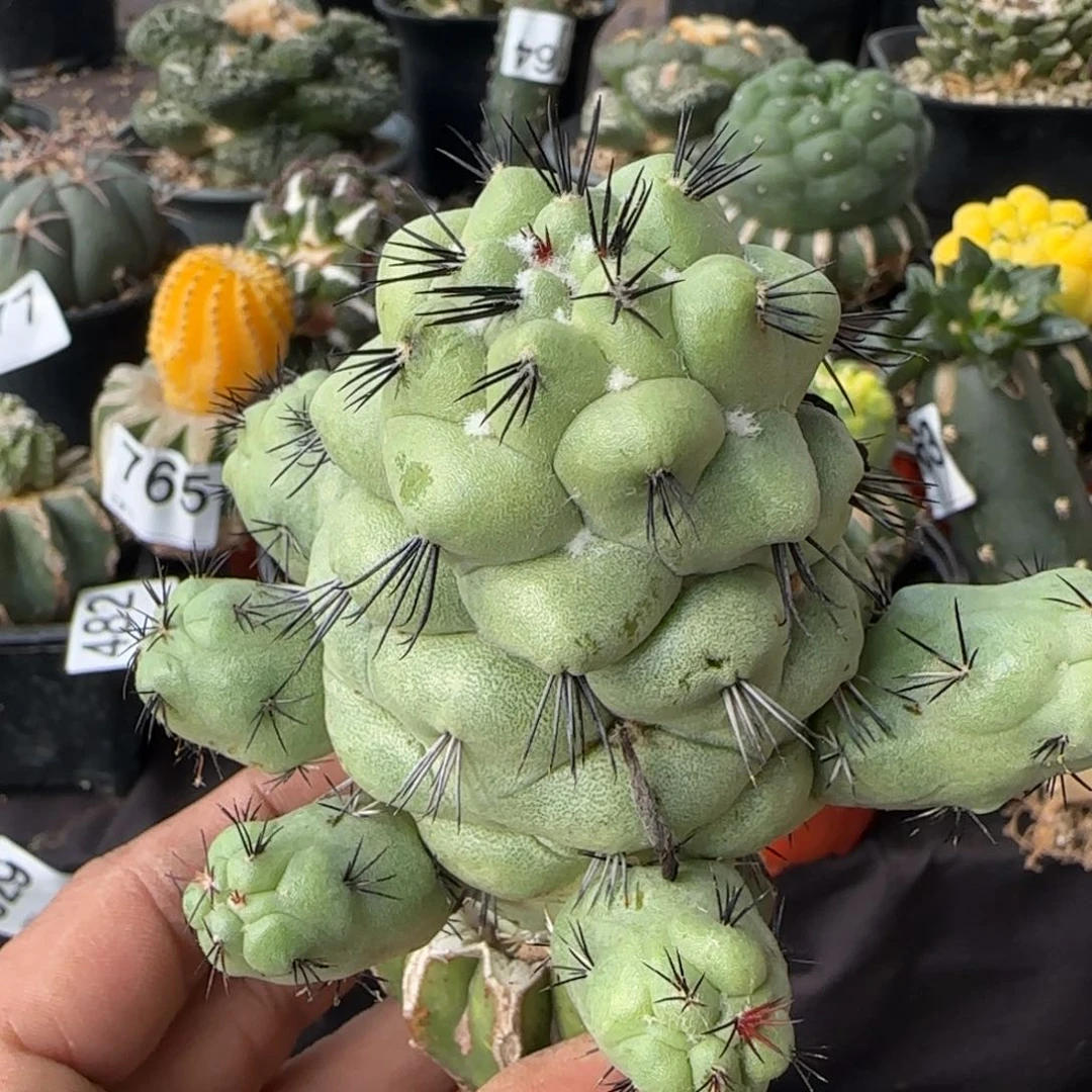 【闪购商品】大型帝王