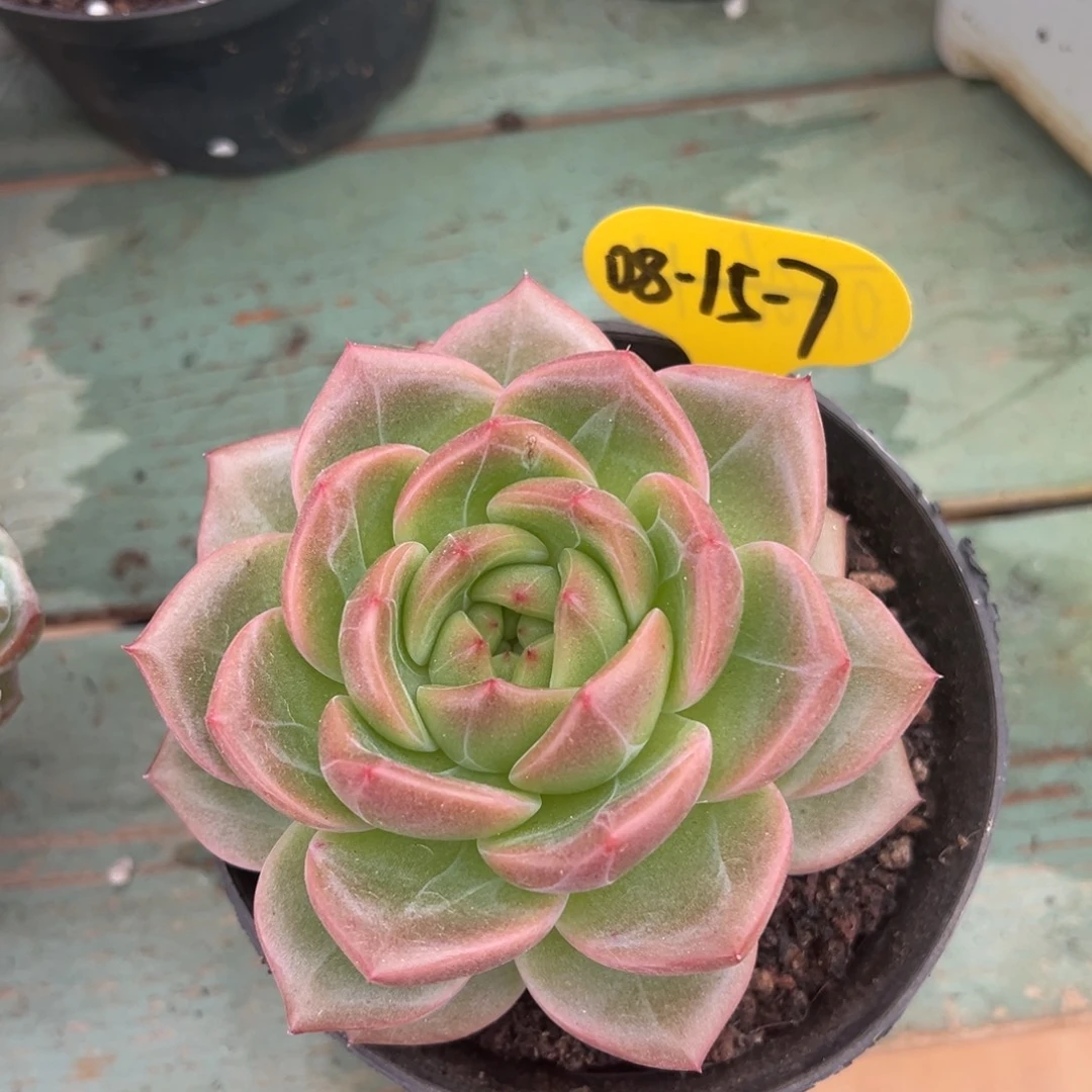 08-15-7新品美肉多肉植物