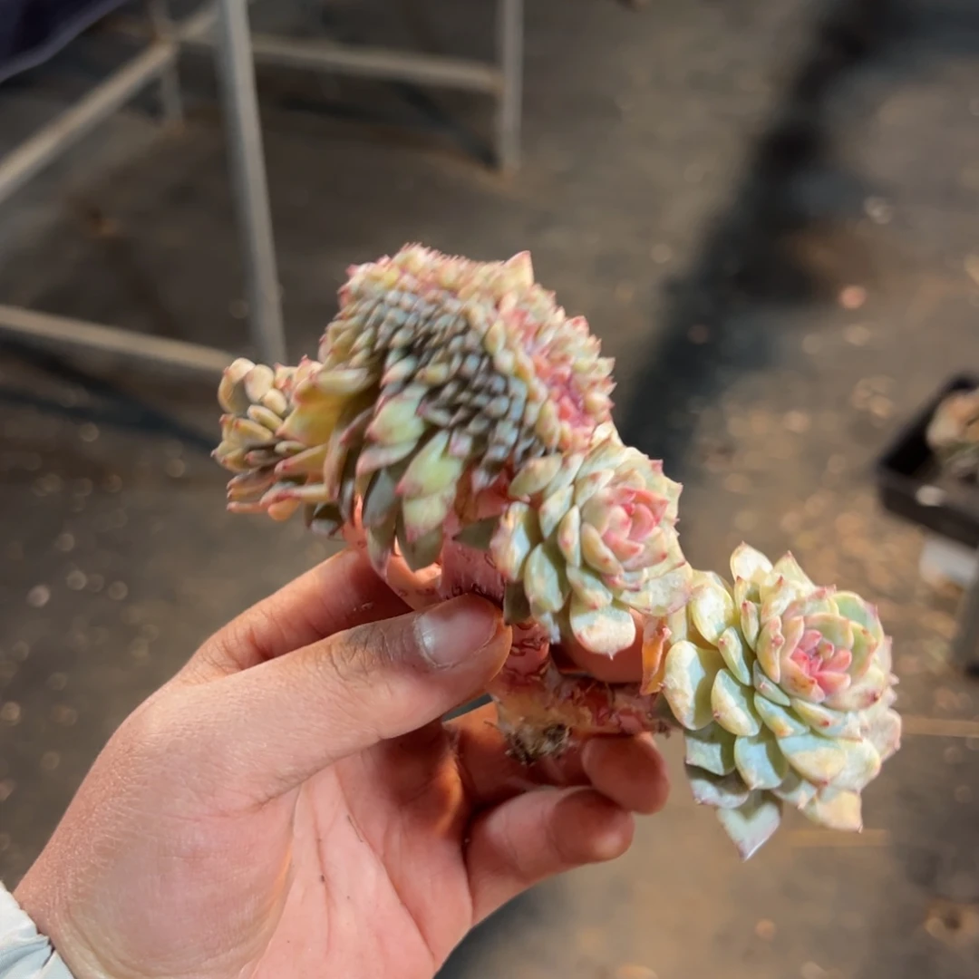 新年快乐 新年快乐