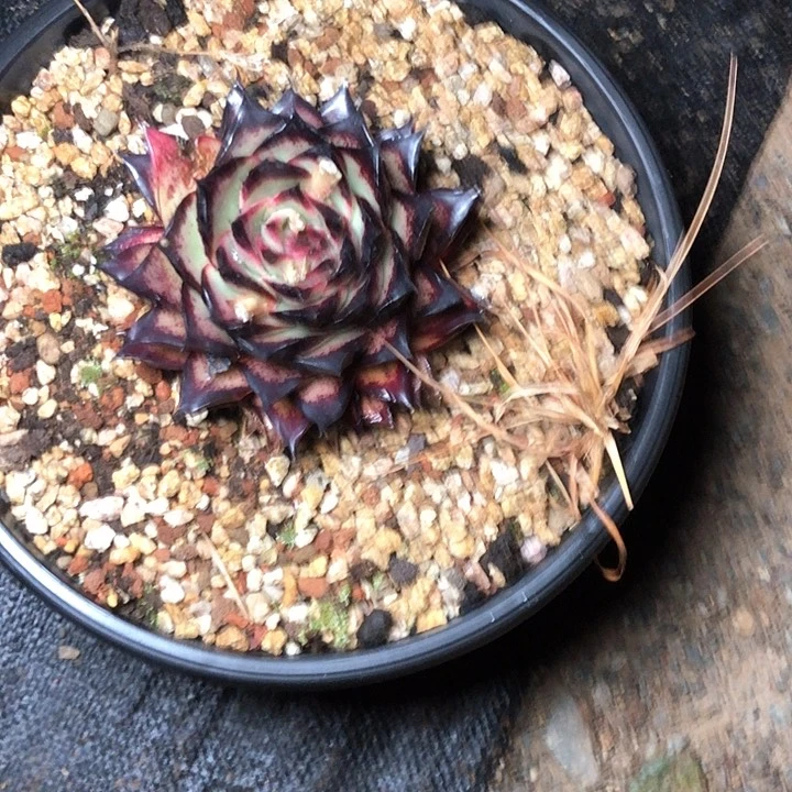 美**美34/////////////