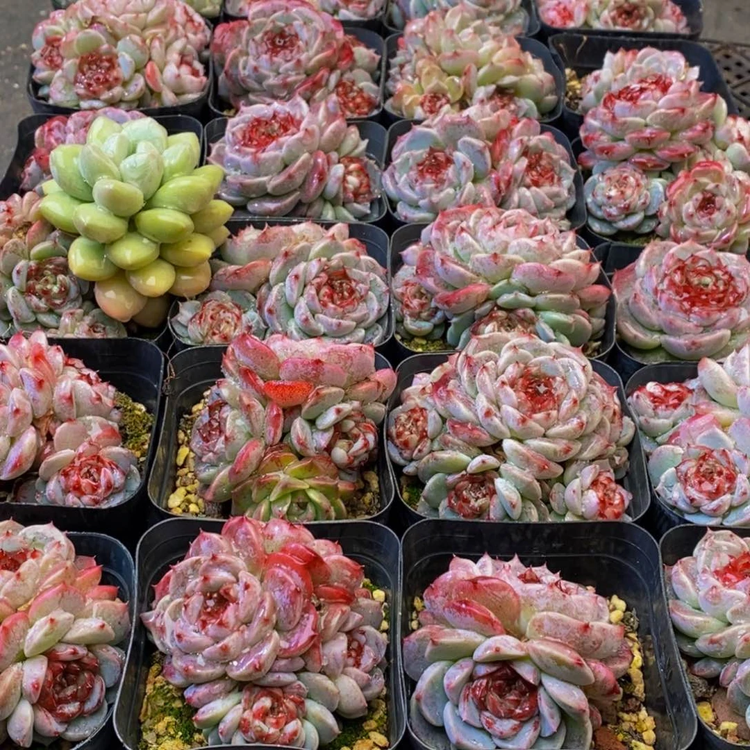 同*號931多肉植物保护研究所所长