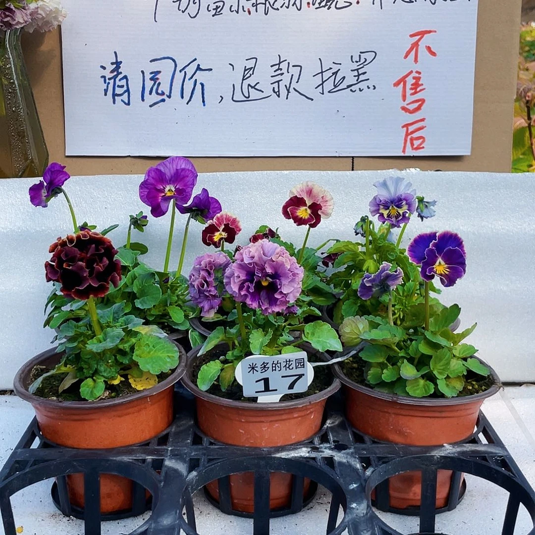 大部分花苞少量开放17