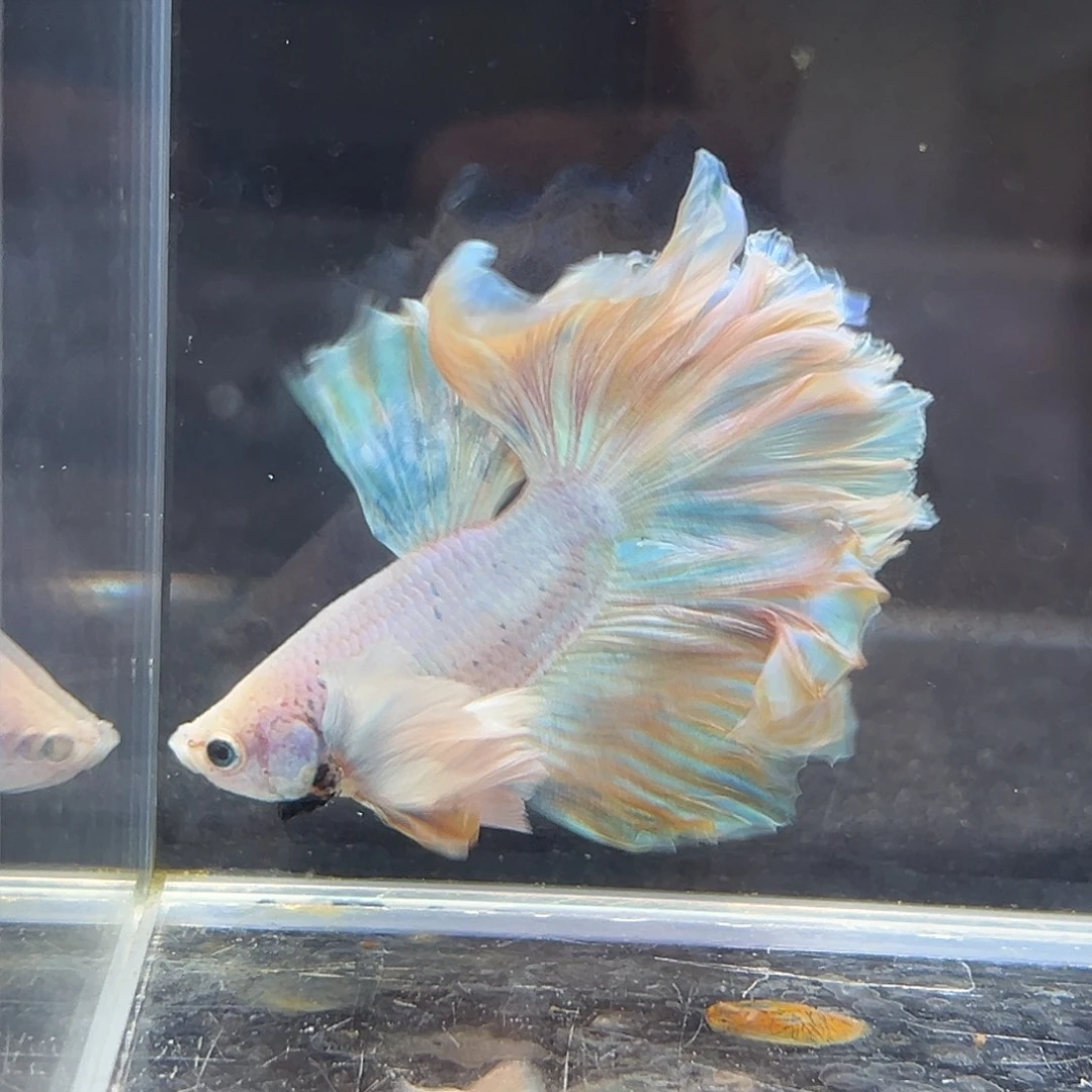 斗鱼14号黄蓝色巨巨耳