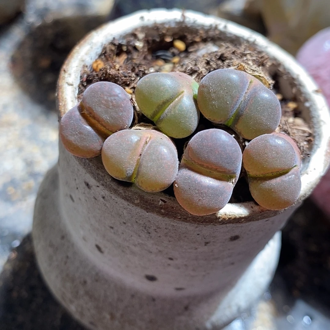 福利一颗黑玫瑰风铃。