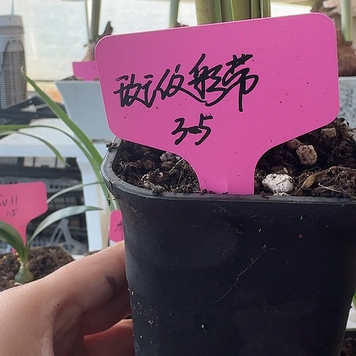 无花朵斑纹彩带朱顶红直径3.5